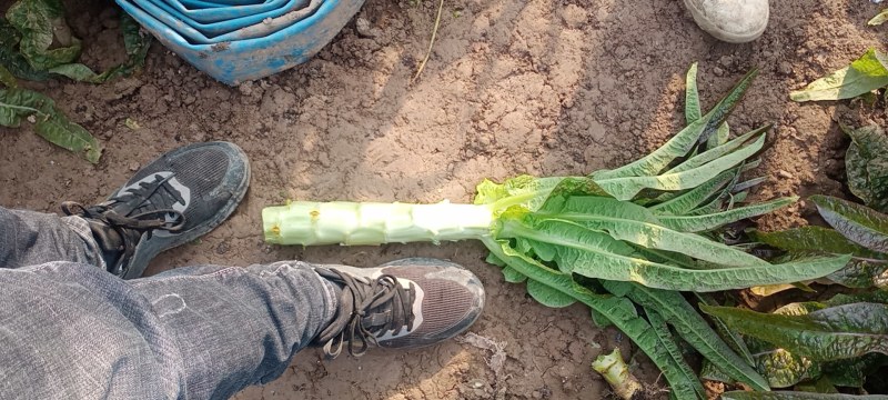 【推荐】莴苣宿州尖叶香莴笋一手货源质量保证量大从优欢迎采