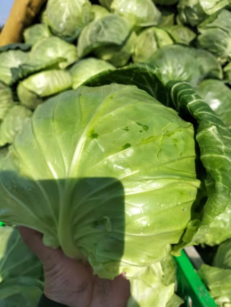 圆包菜，甘兰鲜菜，净菜，货源充足，欢迎电话咨询