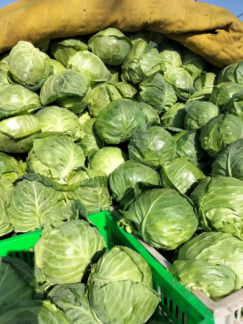 圆包菜，甘兰鲜菜，净菜，货源充足，欢迎电话咨询