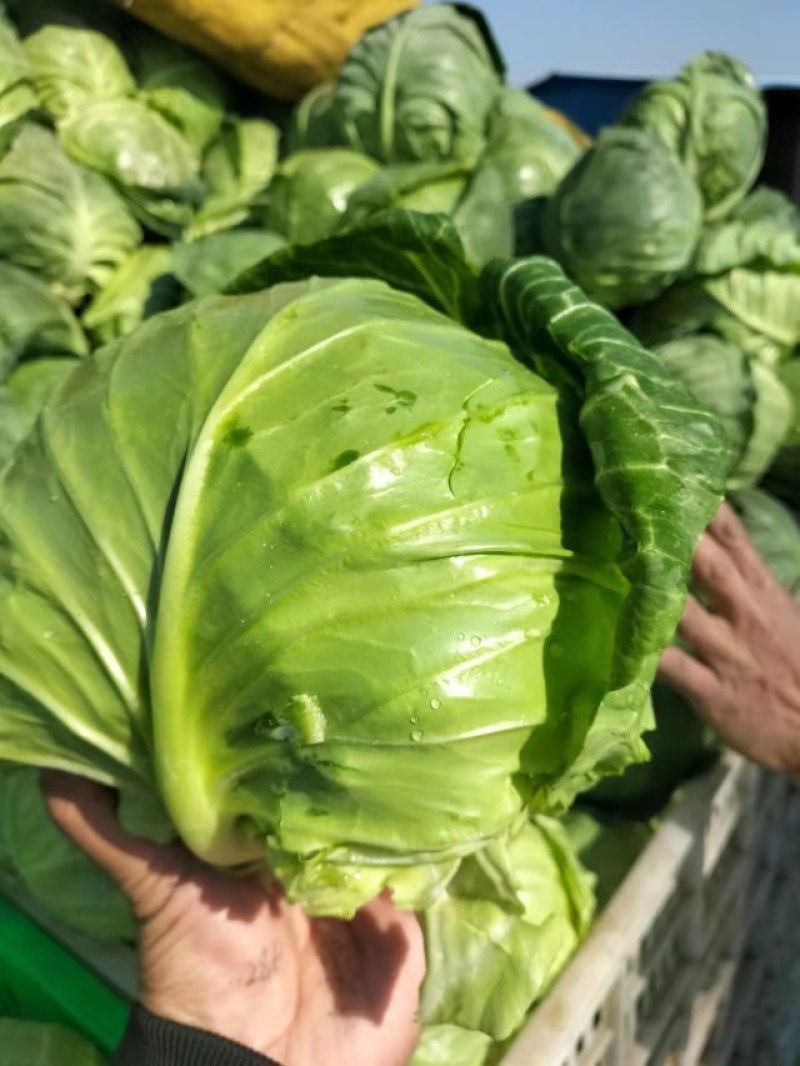 圆包菜，甘兰鲜菜，净菜，货源充足，欢迎电话咨询
