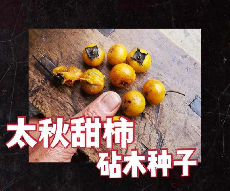 小籽甜柿砧种子鸟柿种子太秋好苗～砧木亲和是关键