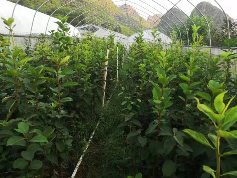 小籽甜柿砧种子鸟柿种子太秋好苗～砧木亲和是关键