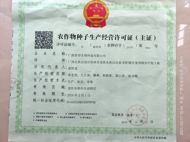 小籽甜柿砧种子鸟柿种子太秋好苗～砧木亲和是关键