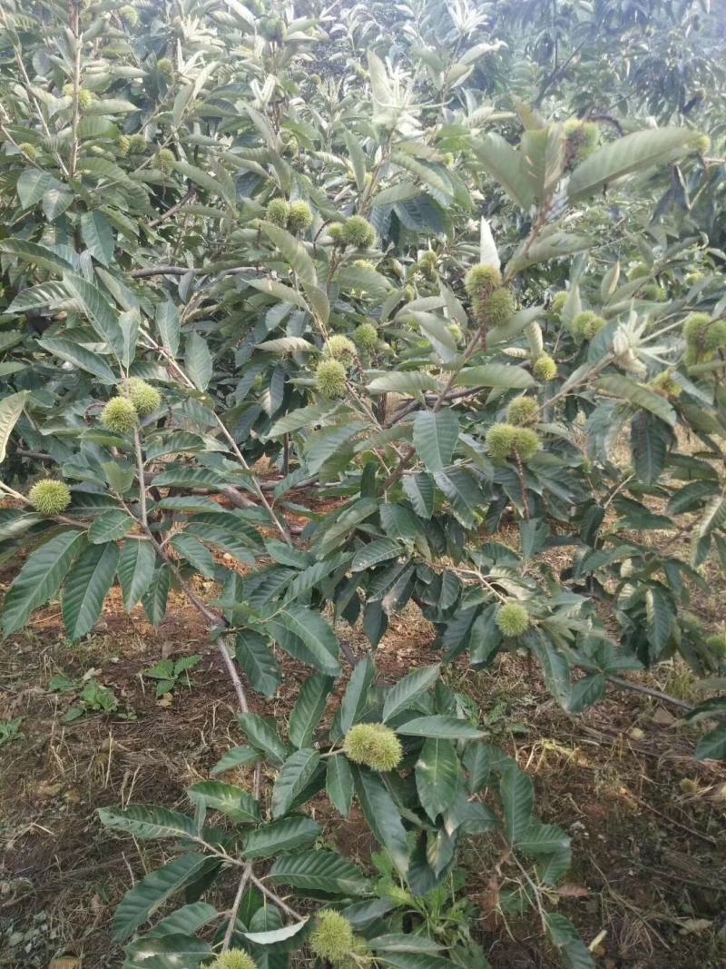 栗子树苗基地嫁接板栗树苗价格泰山大红袍板栗树苗