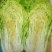 山东白菜/黄心白菜/白菜/北京3号白菜/大白菜/全国发货