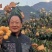 大凉山五星枇杷果大量出售中对接全国客商，甜蜜多汁