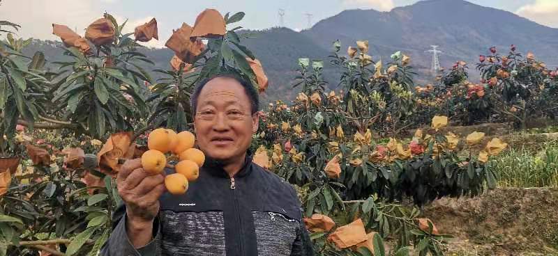 大凉山五星枇杷果大量出售中对接全国客商，甜蜜多汁