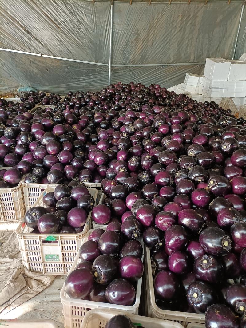 山东圆茄子，紫光圆茄，圆茄子，专业供商超电商市场食堂