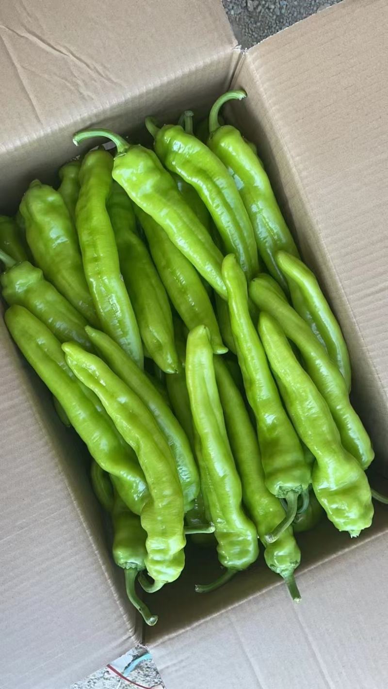 海南辣椒黄皮大尖椒精品尖椒产地一手代办供应商