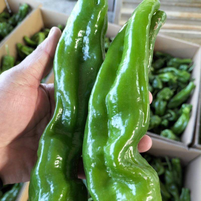 辣椒，薄皮辣椒，20公分以上，大棚种植，鲜货，青嫩亮度好