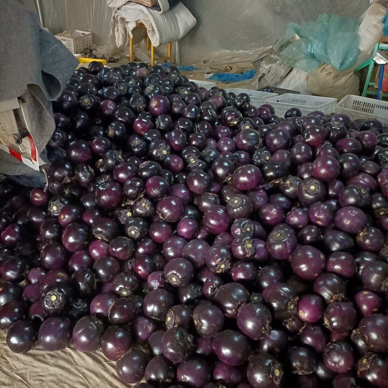 圆茄子茄包紫光圆茄拳头大小，万亩基地供电商市场食堂小车