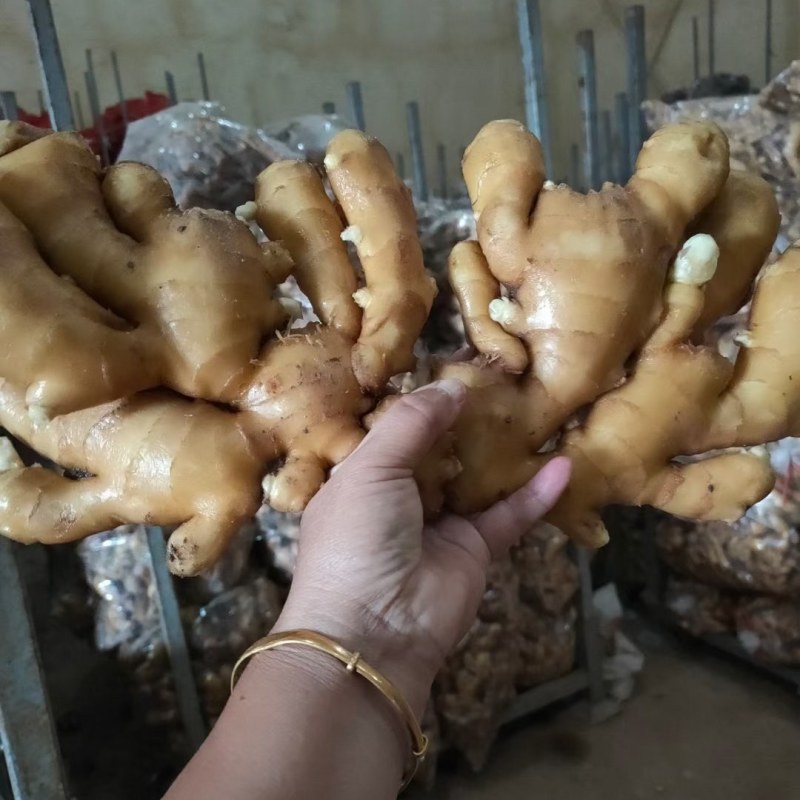 小黄姜！产地批发，精品货源，一年四季全国发货！3毛起，