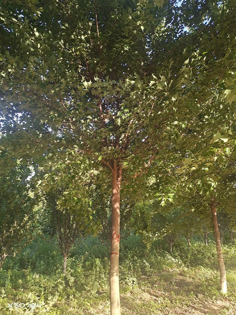 三角枫～河南鄢陵货源6～15公分有货，有需要的老板联系