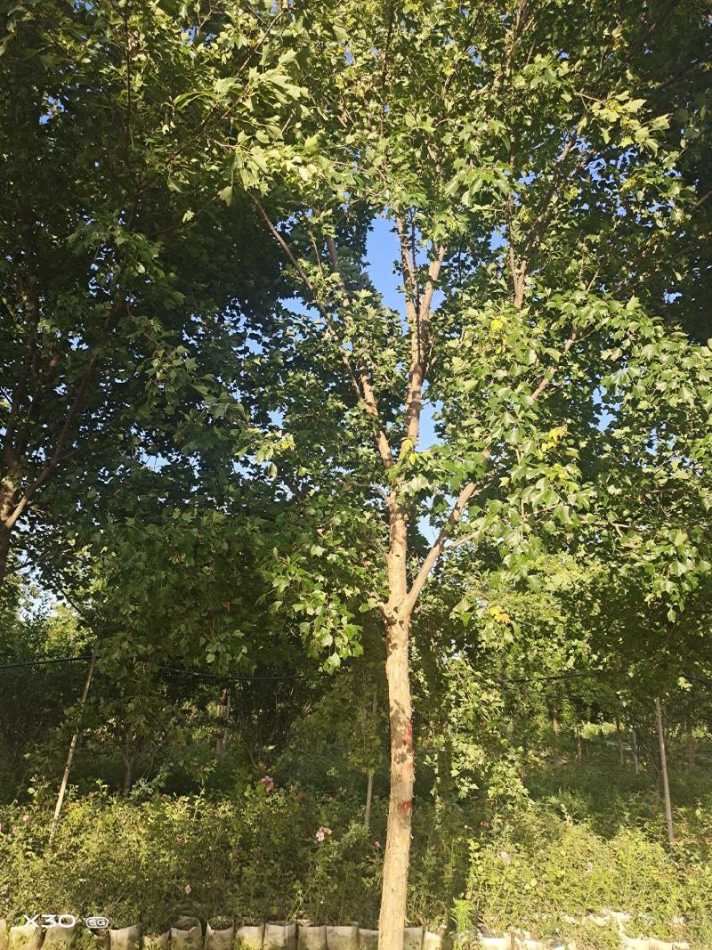 三角枫～河南鄢陵货源6～15公分有货，有需要的老板联系