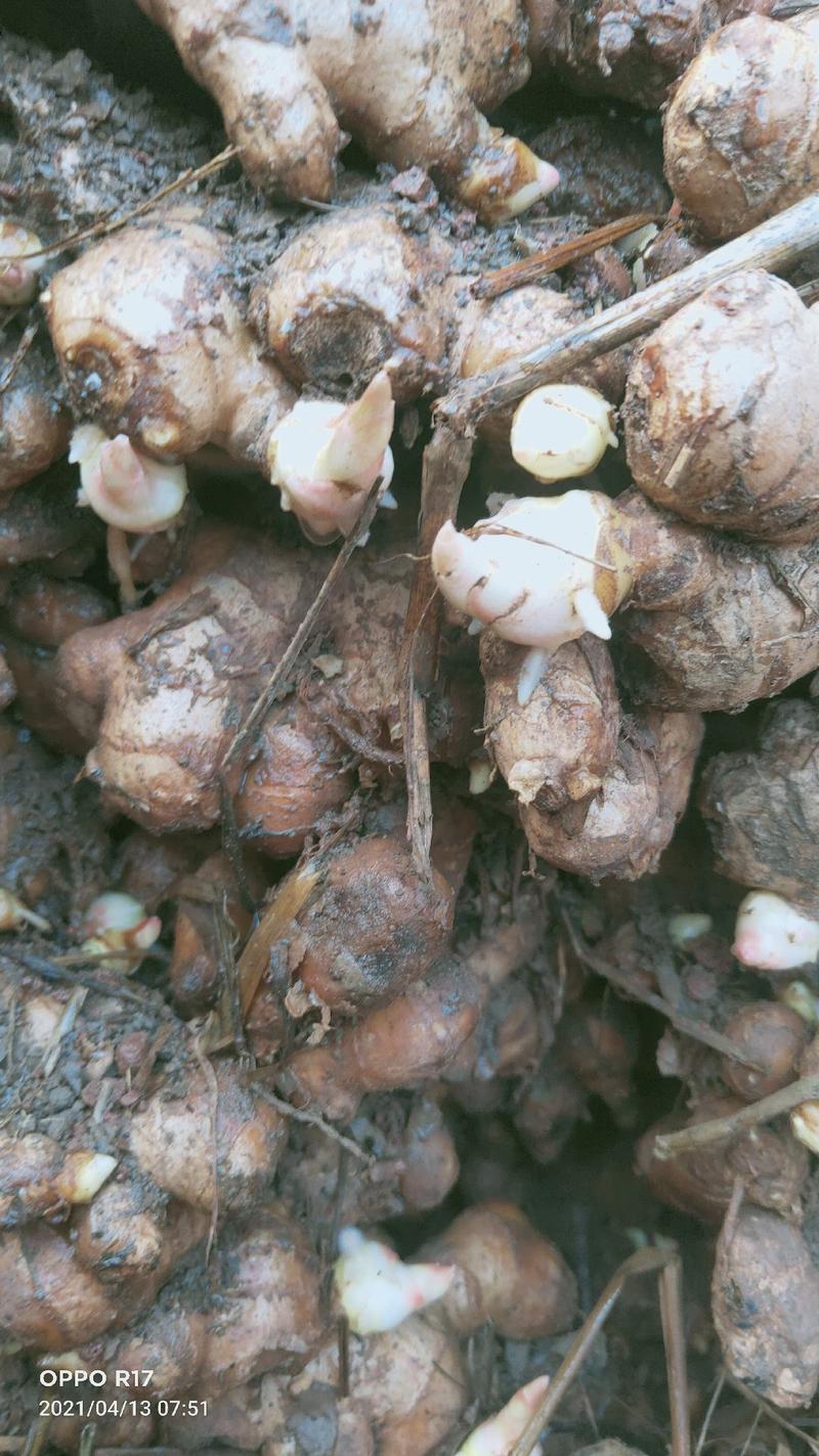 四川生姜白口姜种优质品种竹根姜种抗病力强产量高