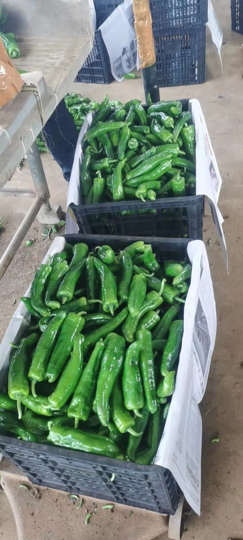 徐闻精品301泡椒鲜辣椒电商超市市场规格齐全价格优惠