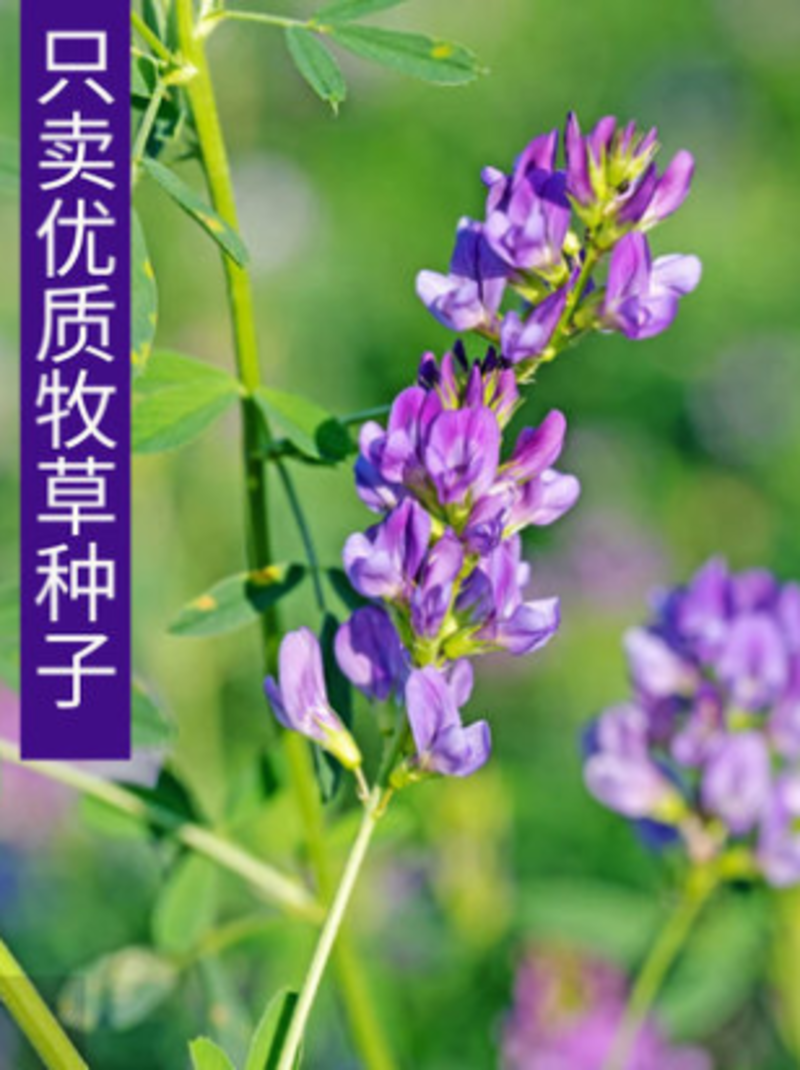 紫花苜蓿种子全国发货量大优惠品质保证