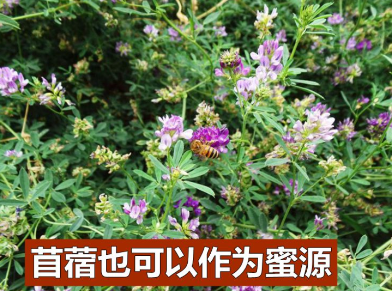 紫花苜蓿种子全国发货量大优惠品质保证