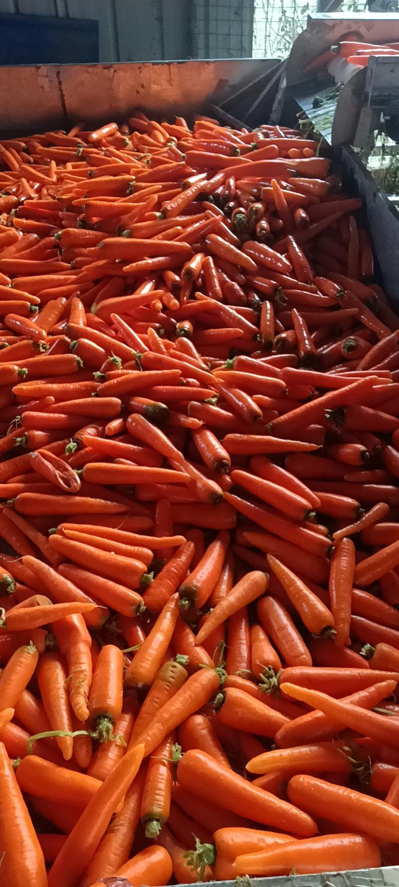 精品红萝卜大量上市啦！欢迎新老客户前来采购合作！