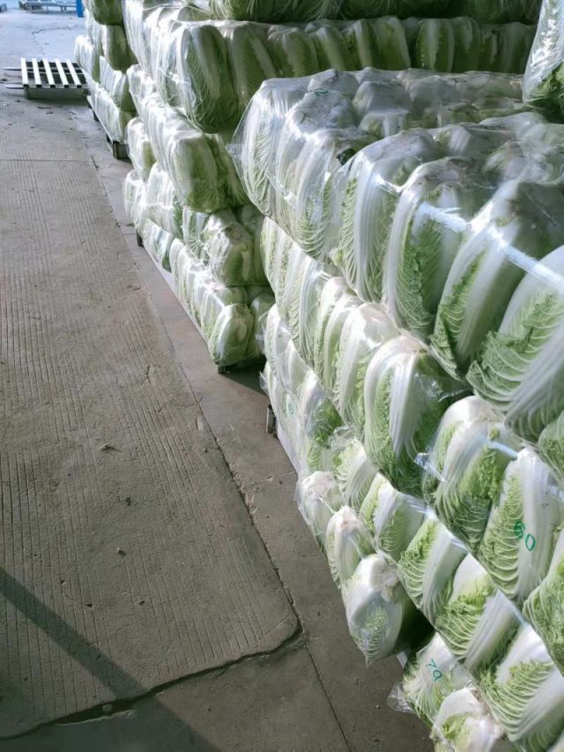 白菜黄心大白菜精品黄心大白菜对接全国量大从优