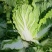 白菜黄心大白菜精品黄心大白菜对接全国量大从优