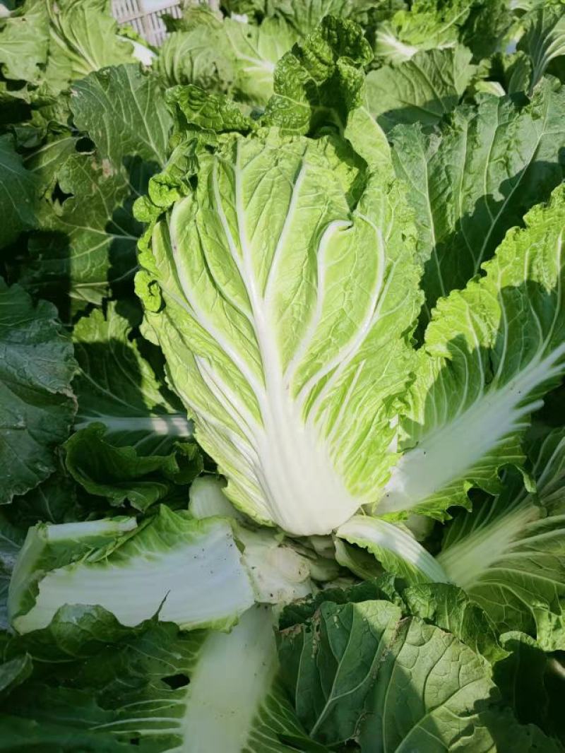 白菜黄心大白菜精品黄心大白菜对接全国量大从优