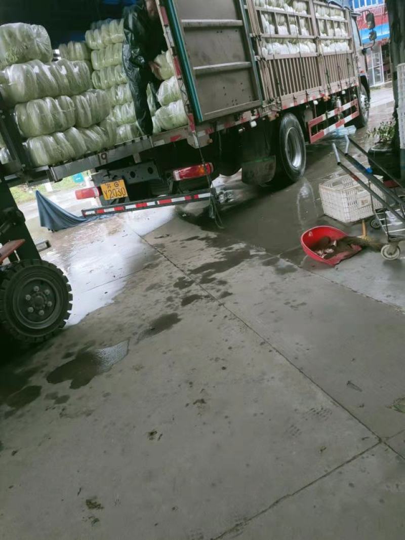 白菜黄心大白菜精品黄心大白菜对接全国量大从优