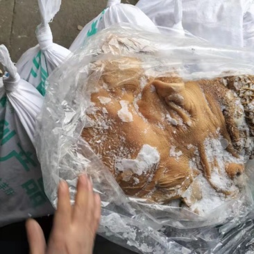金钱肚
