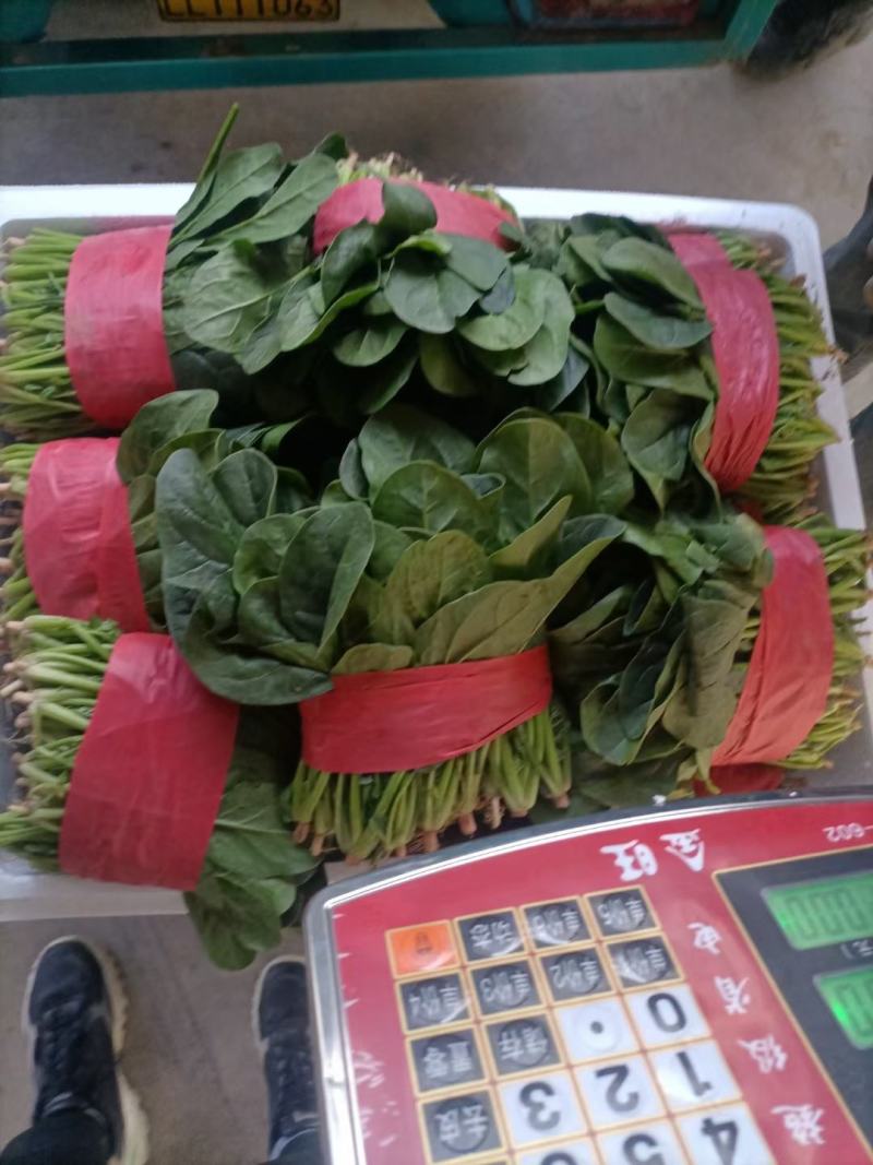 精品小菠菜