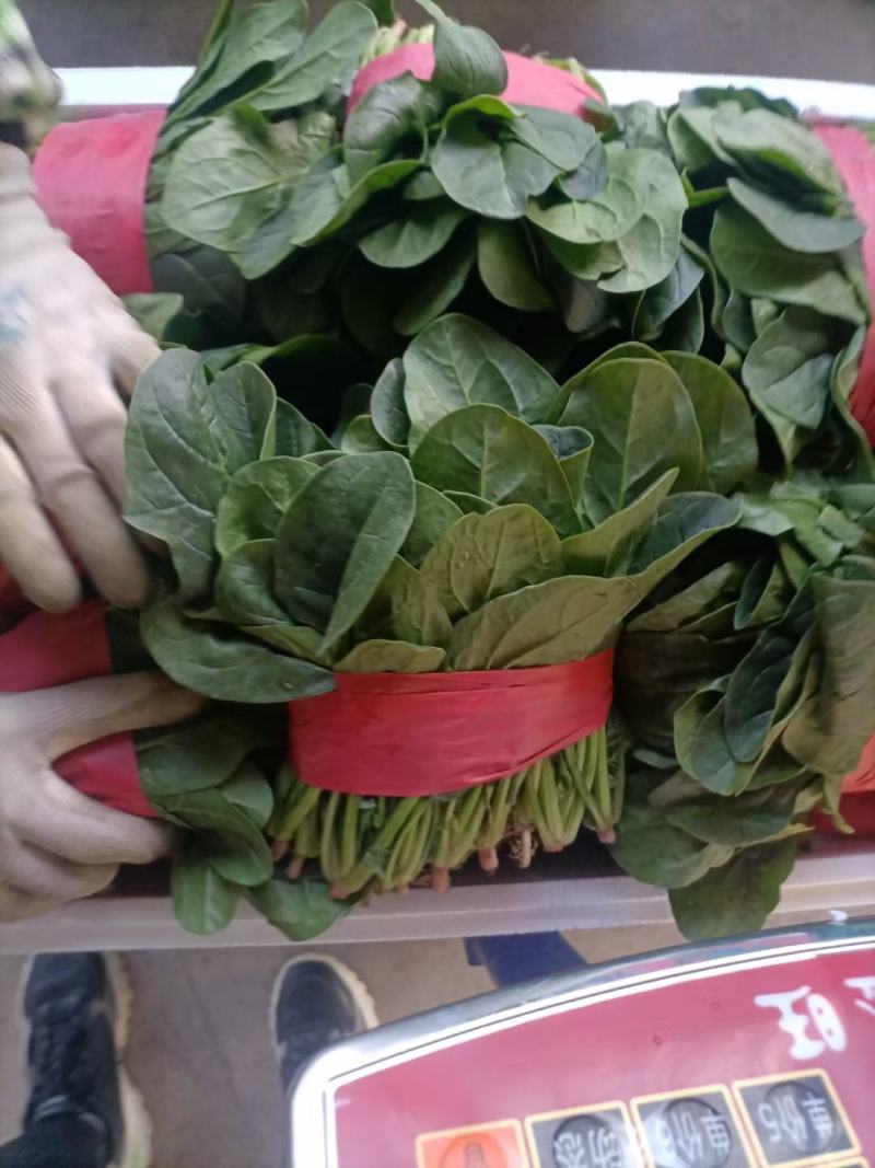 精品小菠菜