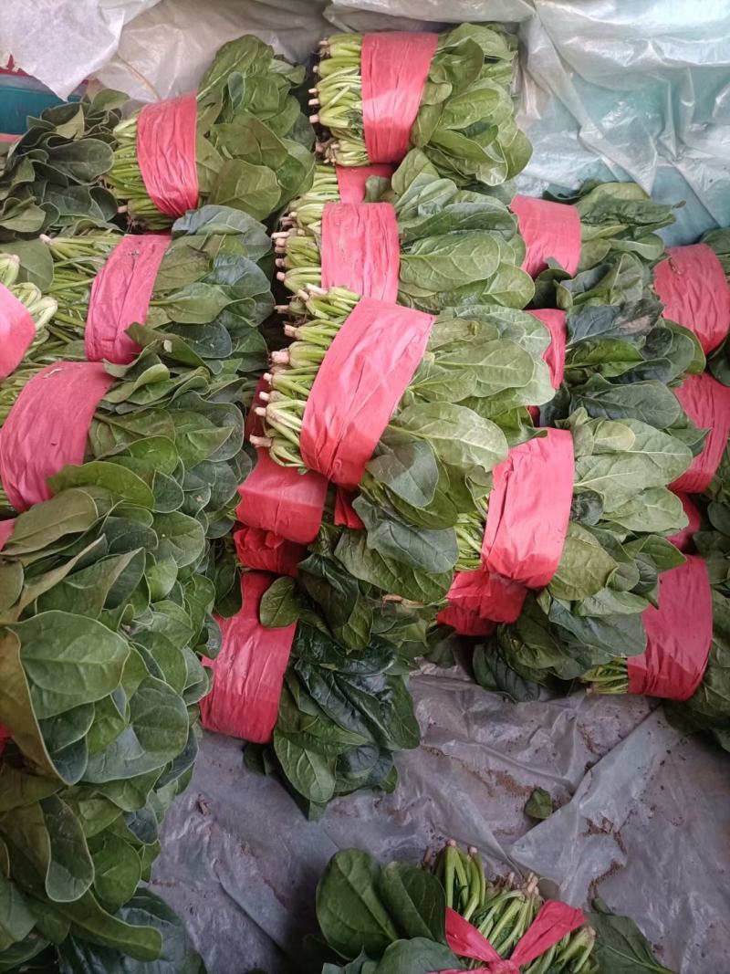 精品小菠菜