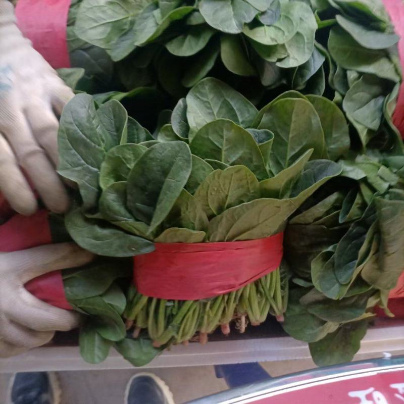 精品小菠菜