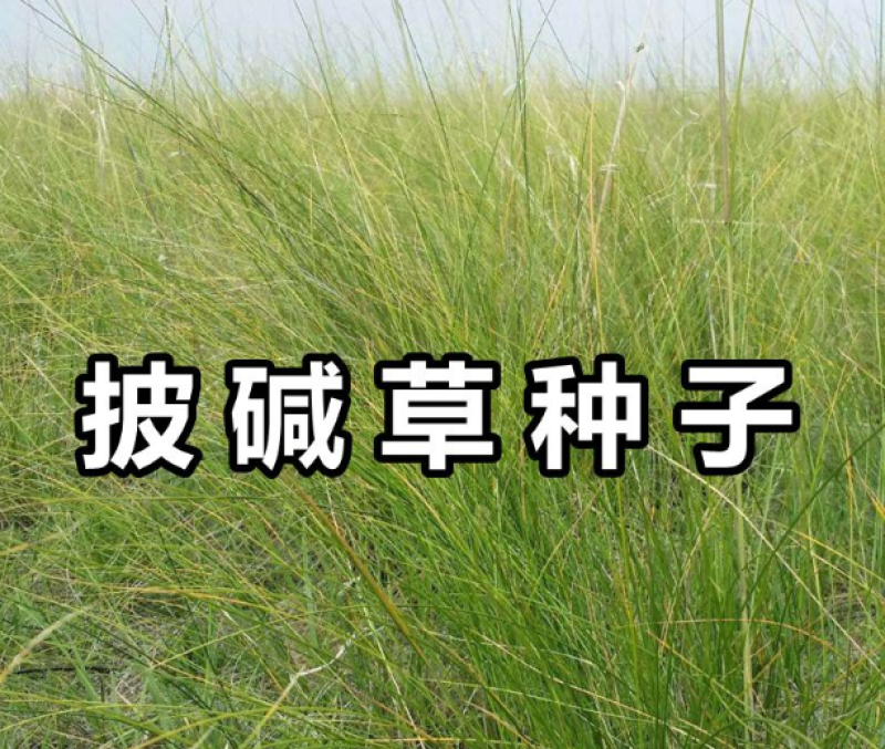 披碱草种子四季牧草耐寒耐旱耐碱草种抗风沙草种量大优惠