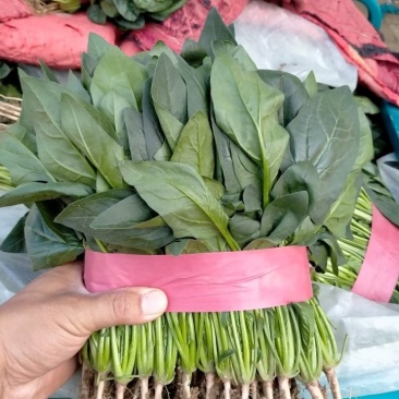 精品菠菜产地直供一手货源全国发货中