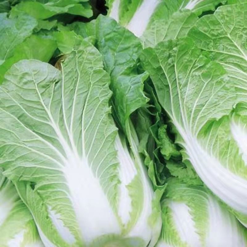 白菜黄心大白菜精品黄心大白菜对接全国量大从优