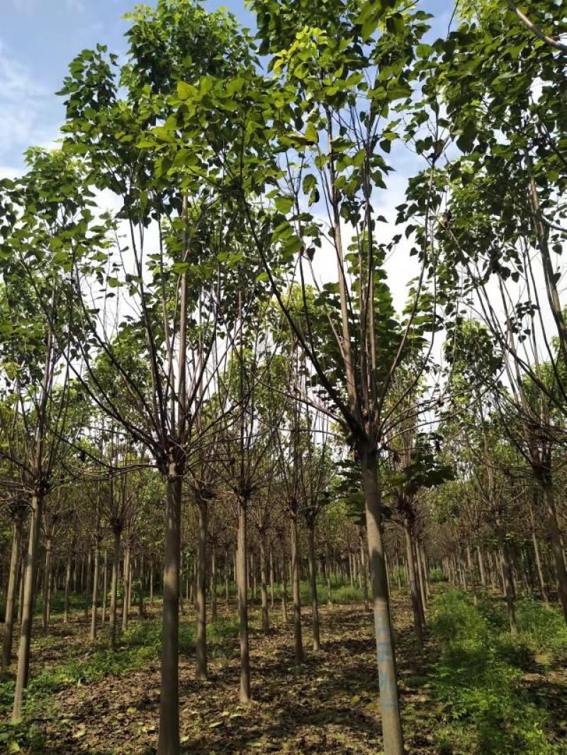 楸树12公分