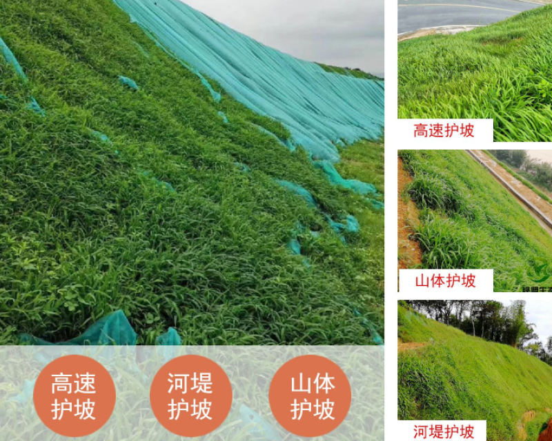 宽叶草种子耐旱草种工程绿化固坡护土耐旱草种