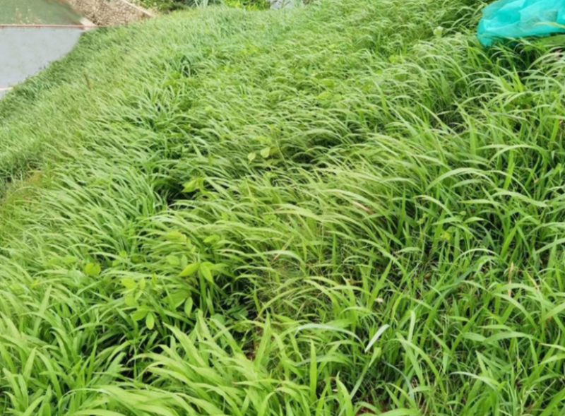 宽叶草种子耐旱草种工程绿化固坡护土耐旱草种