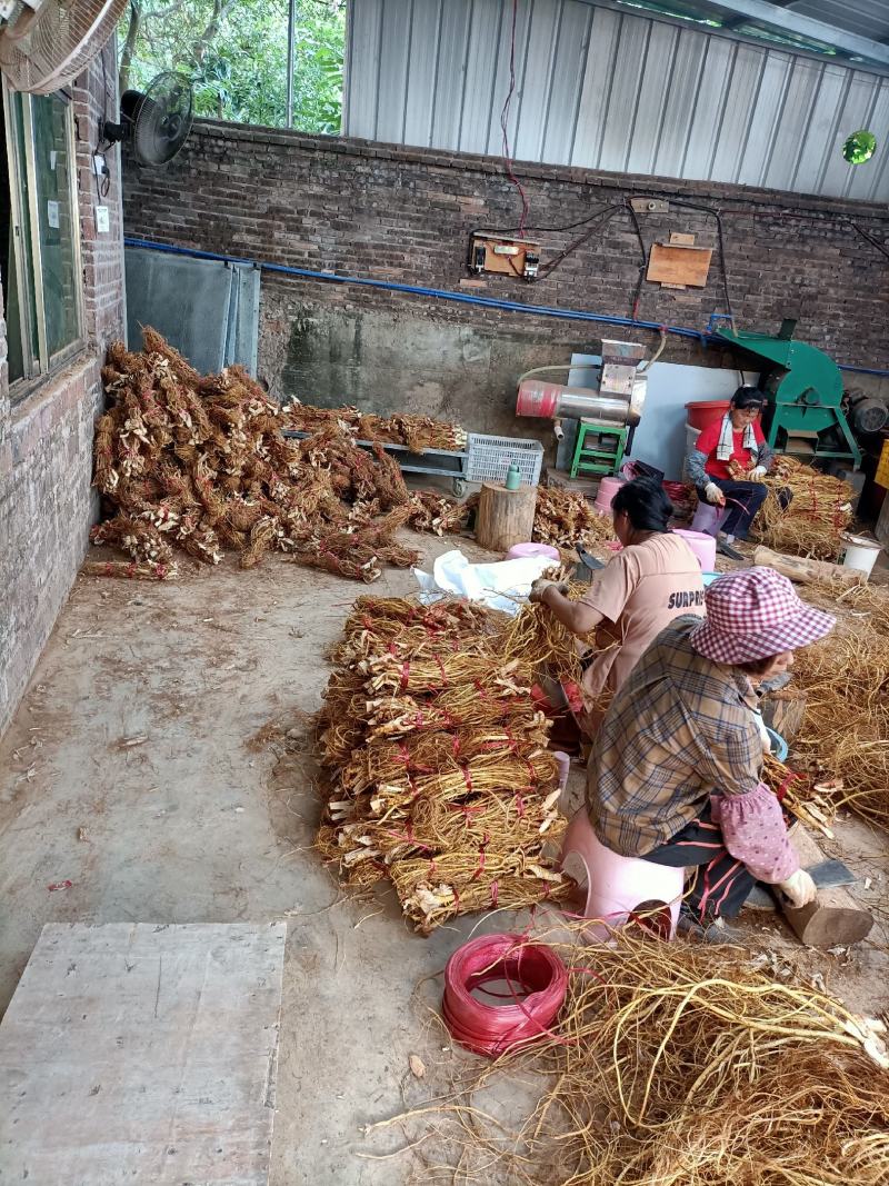 纯无硫五指毛桃鲜品，干品长期有货。