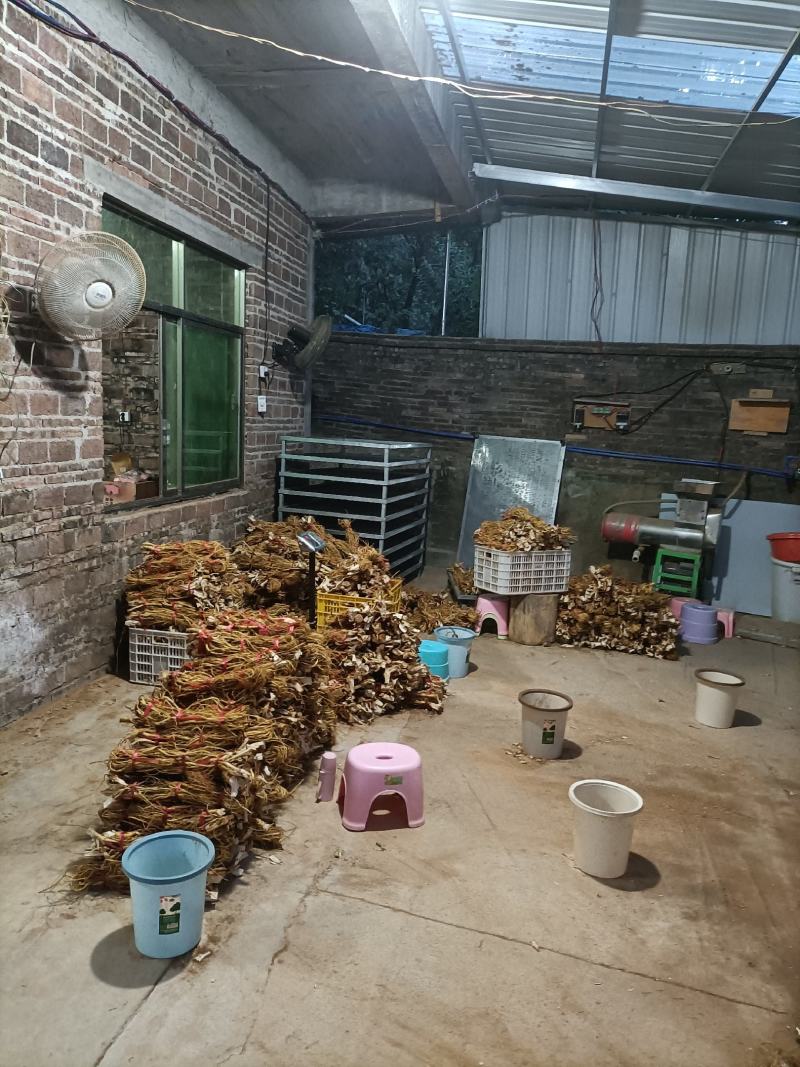 纯无硫五指毛桃鲜品，干品长期有货。