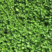 马蹄金草种子边坡绿化草种观赏草坪球场草坪成坪速度快