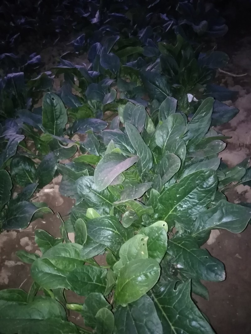 波菜