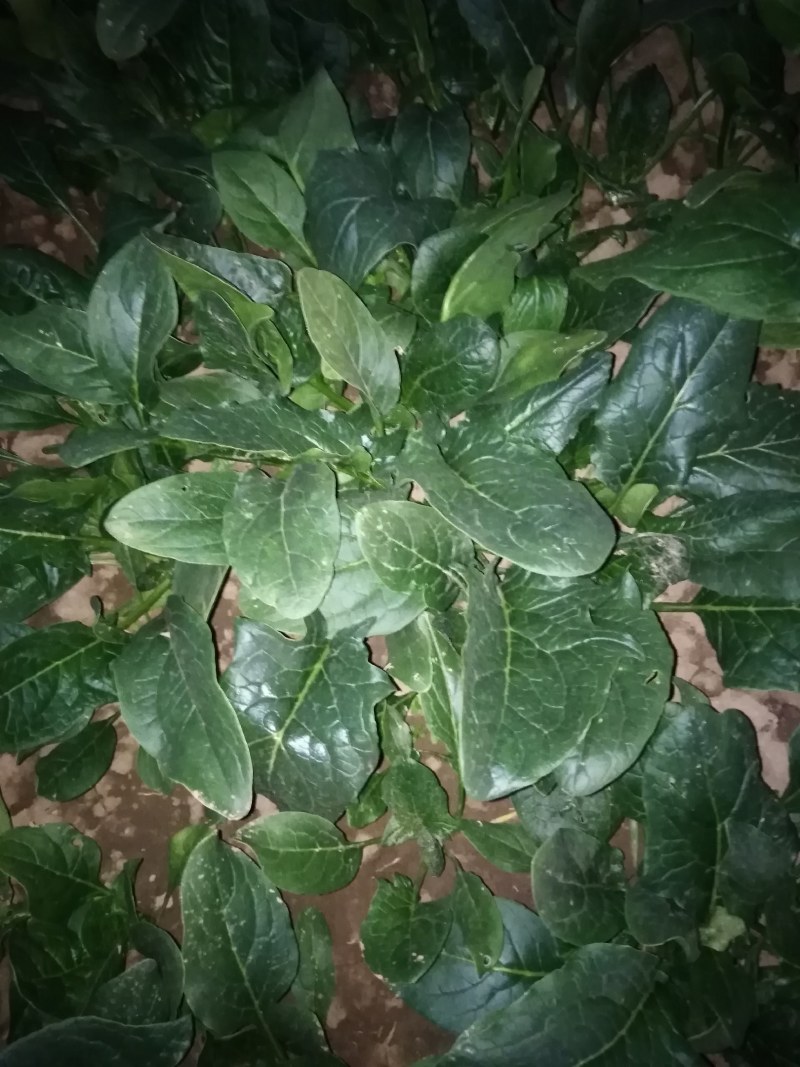 波菜