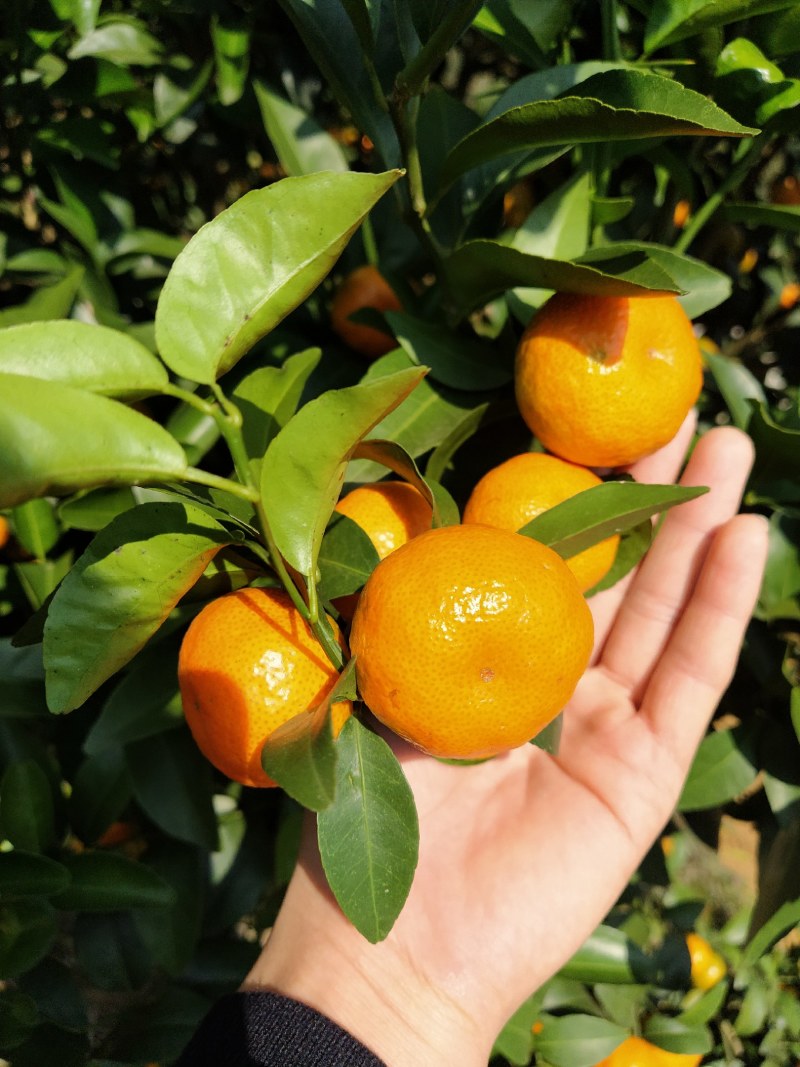 广西西林砂糖橘，大量上市，看上吗？
