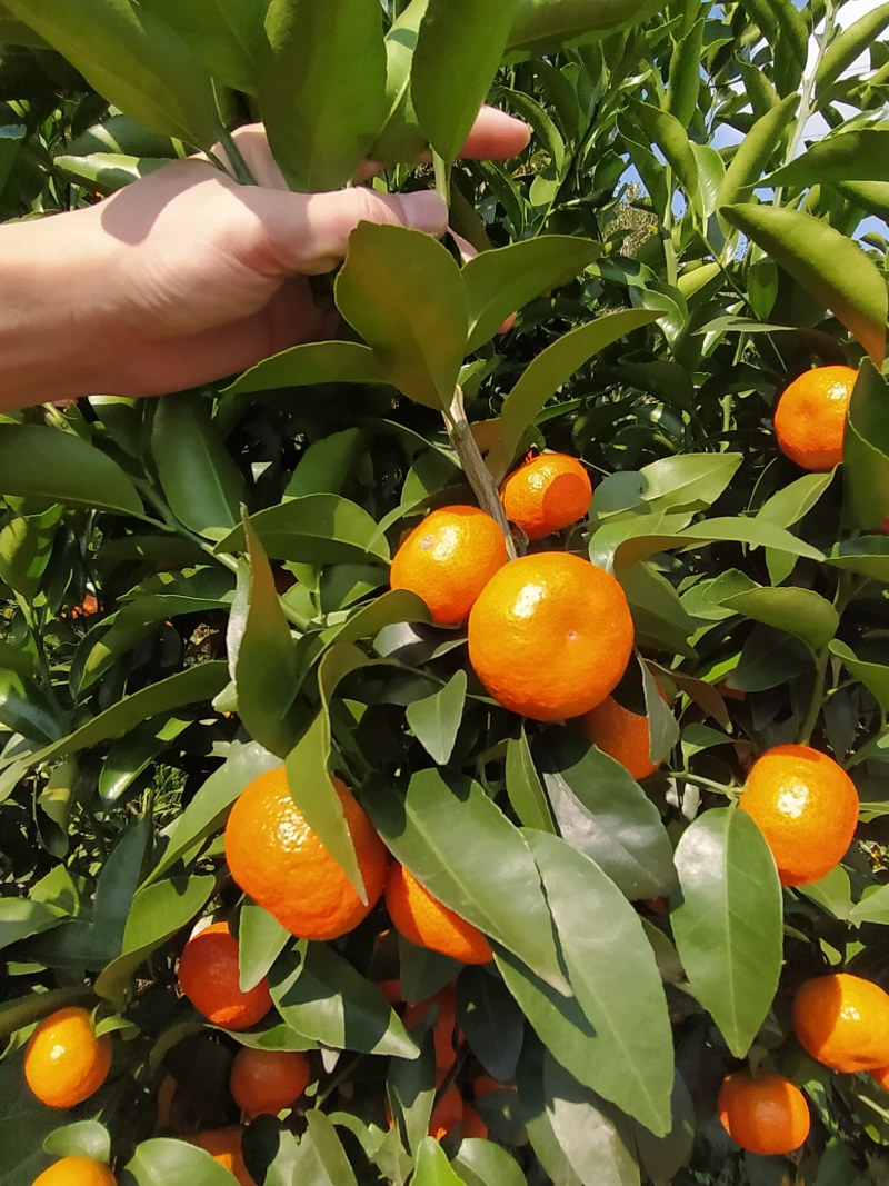 广西西林砂糖橘，大量上市，看上吗？