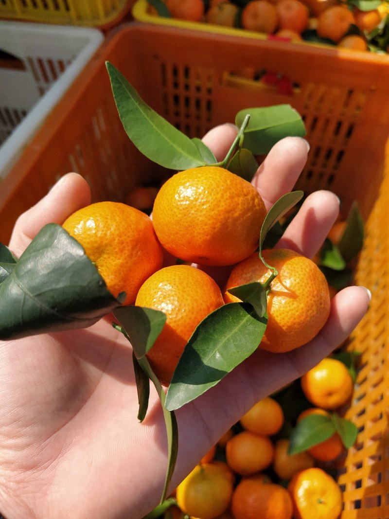 广西西林砂糖橘，大量上市，看上吗？
