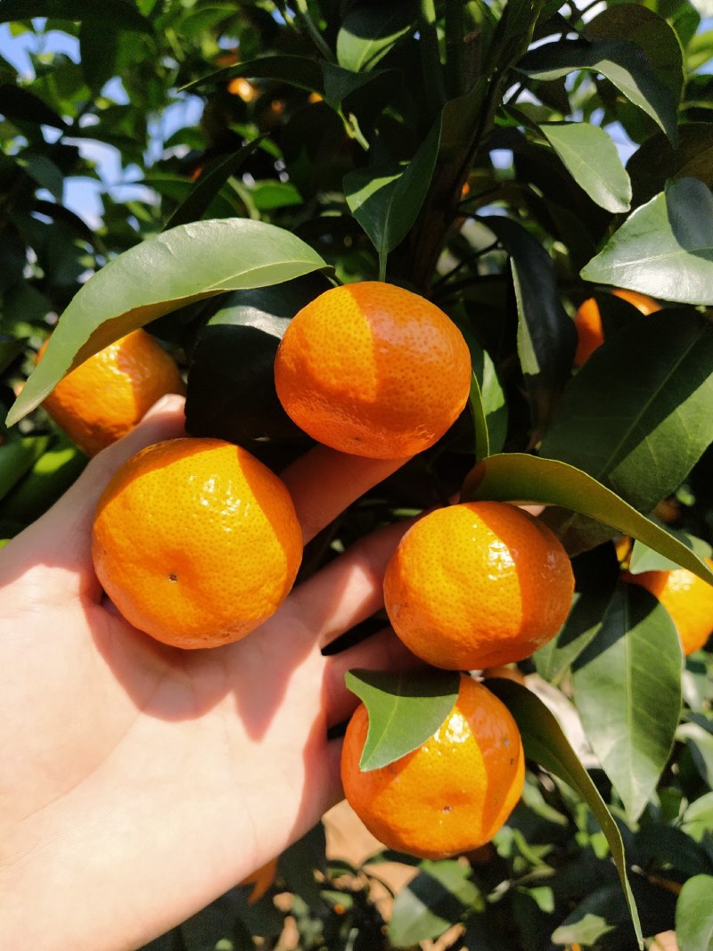 广西西林砂糖橘，大量上市，看上吗？
