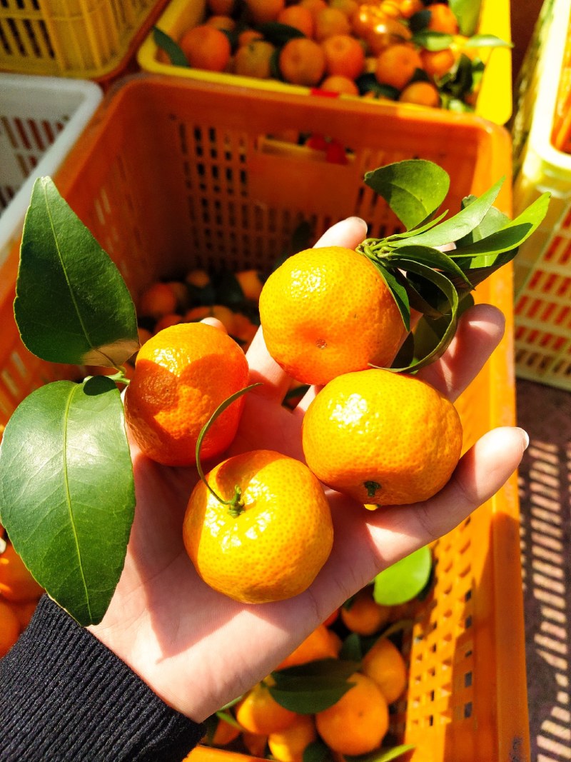 广西西林砂糖橘，大量上市，看上吗？