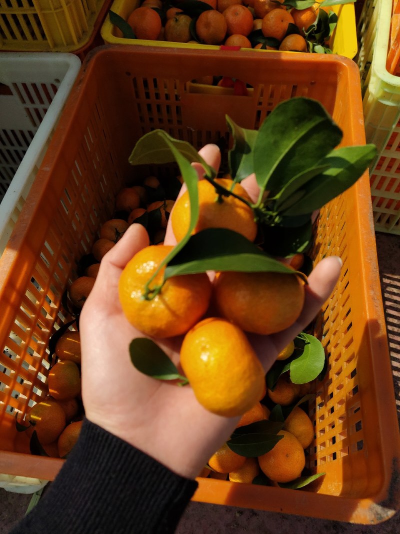 广西西林砂糖橘，大量上市，看上吗？