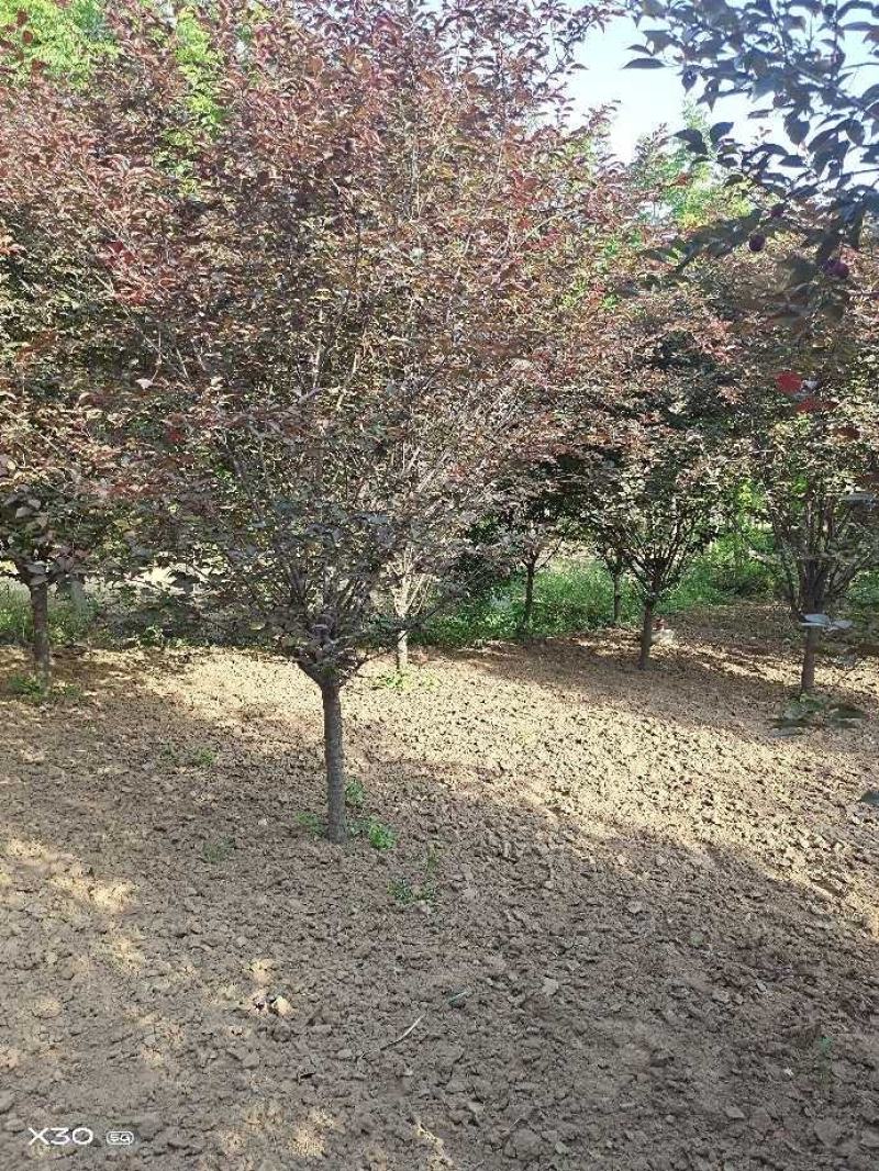 美人梅～河南鄢陵货源6～12公分有货，有需要的老板联系